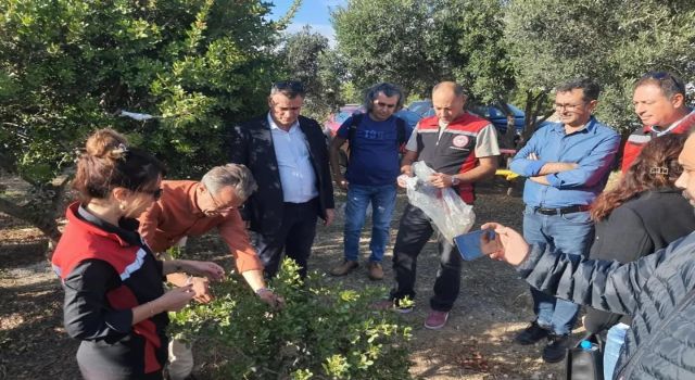 Aydın'da sakız ağacı üretimi yaygınlaştırılacak