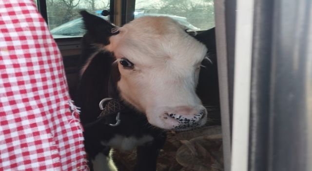 Didim’den kaçan hayvan hırsızları Konya’da yakalandı