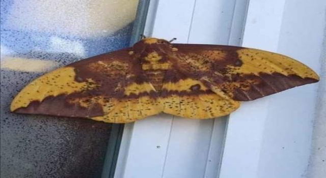 Kelebeğin sırtındaki insan silüeti dikkat çekti