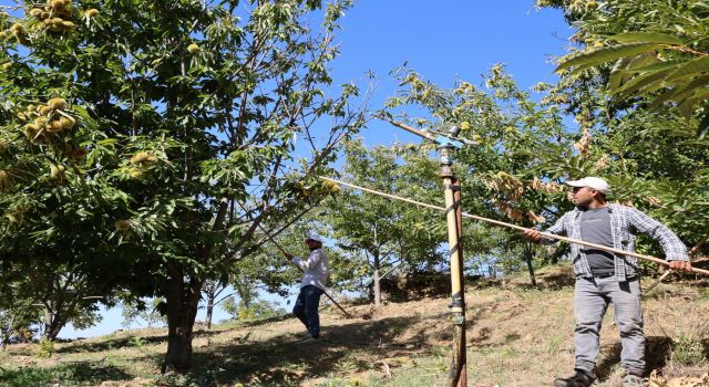 Nazilli’de kestane işçi yevmiyeleri belli oldu