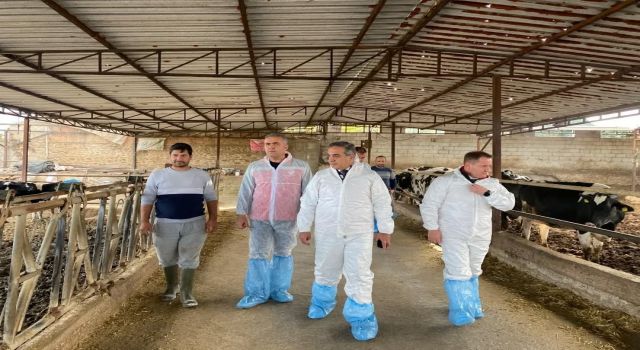 Aydın'da şap hastalığına karşı 565 bin 687 doz aşı uygulandı