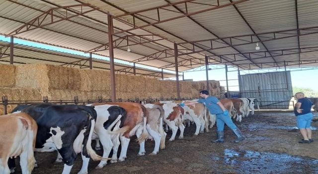 Bozdoğan’da hayvan otlatmak ve hayvan pisliğini dışarı çıkarmak yasaklandı