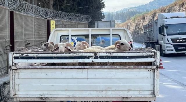 Hayvan hastalıkları ile mücadelede yol kontrolleri devam ediyor