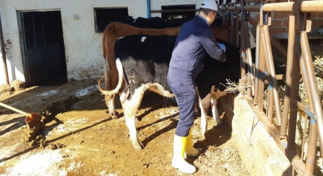 Kuyucak’ta şap alarmı