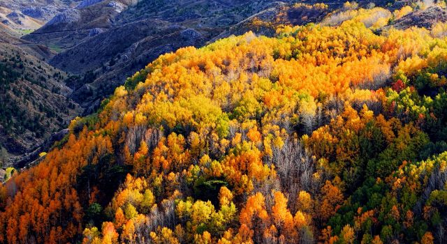 Çameli'nin titrek kavak ormanları bulutların arasında görsel şölen sunuyor
