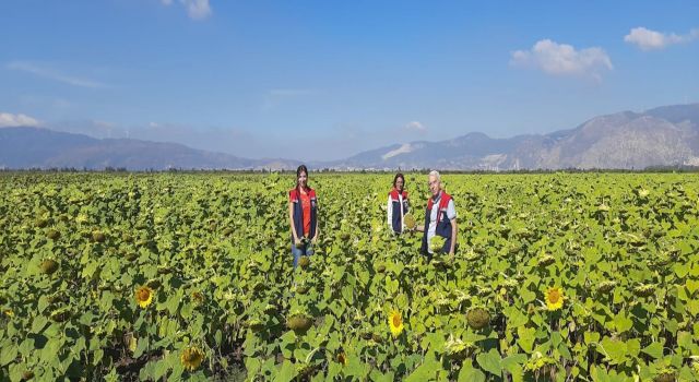 Söke’de 10 bin dekarlık alana ayçiçeği tohumu dağıtılacak