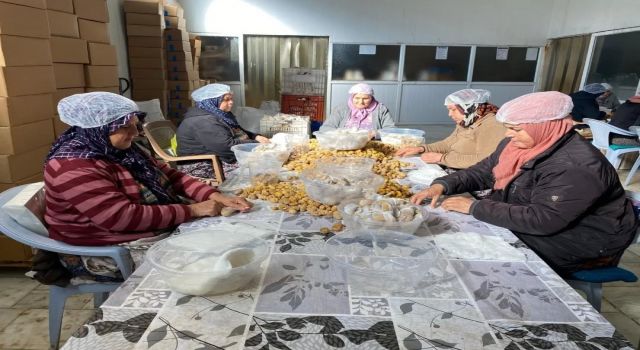 Türkiye'nin yüzde 33'ünü karşılayan Aydın Kestanesi, ihracata hazırlanıyor