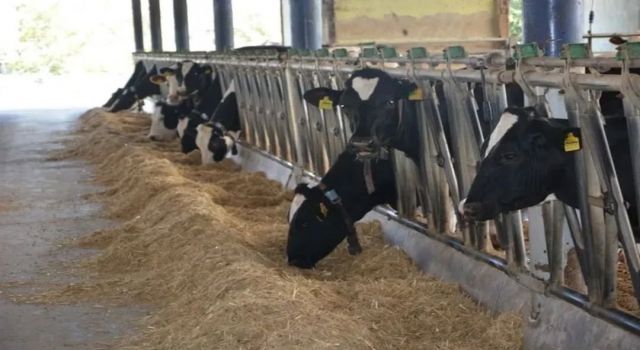 Aydın hayvancılıkta Türkiye zirvesinde