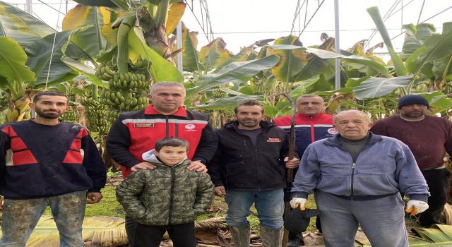 Efeler'de muz hasadı başladı