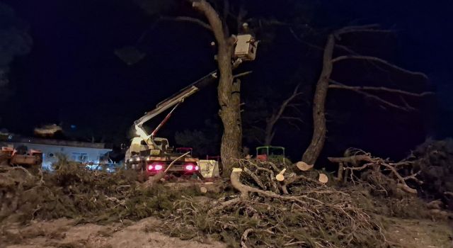 Fırtına çam ağacını devirdi