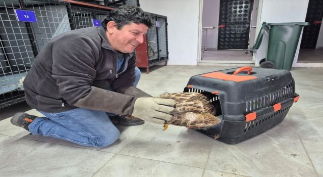Germencik'te belediyenin ihbar hattı yaban hayvanlarına da umut oluyor