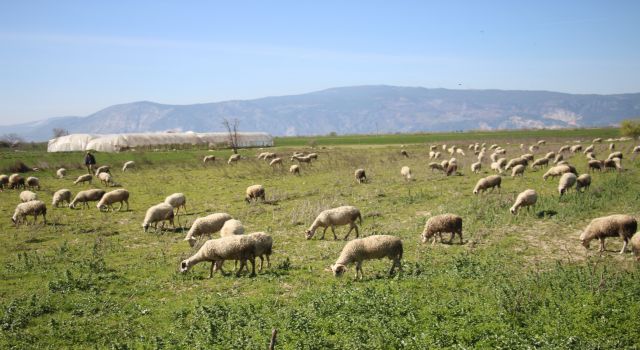 Söke’de yetiştiricilere destekleme icmali uyarısı