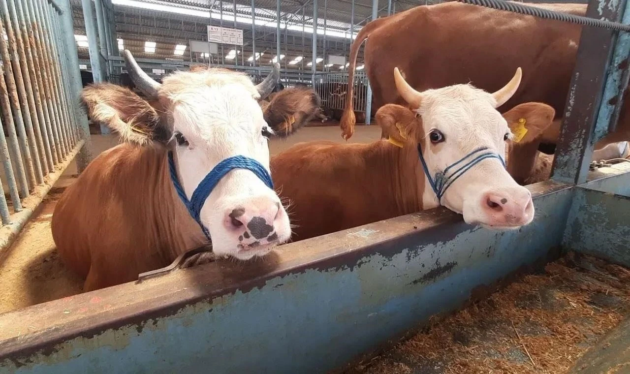 İncirliova’da şap karantinası kaldırıldı