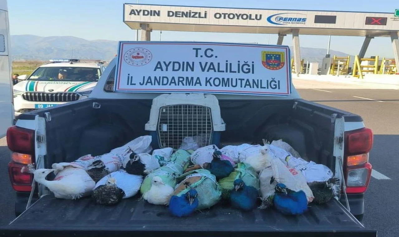 Nazilli’de tavus kuşu operasyonu
