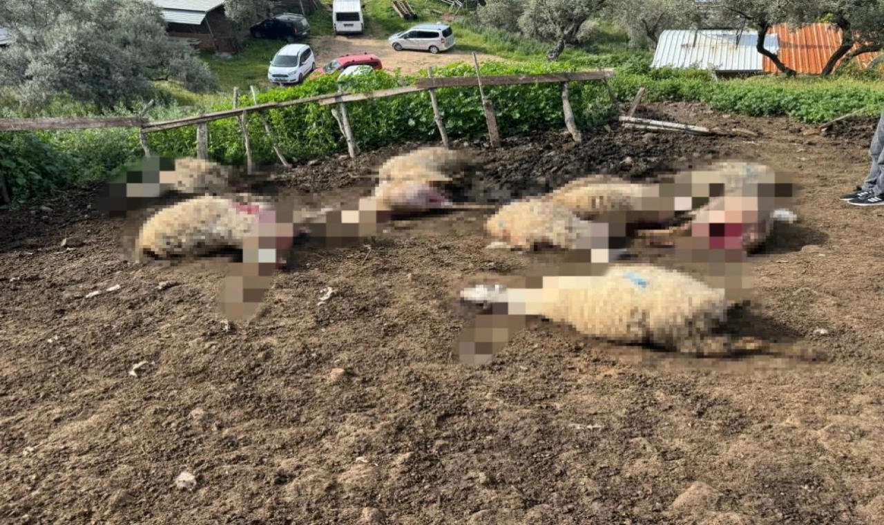 Aydın'da kurt saldırısı vatandaşları tedirgin etti