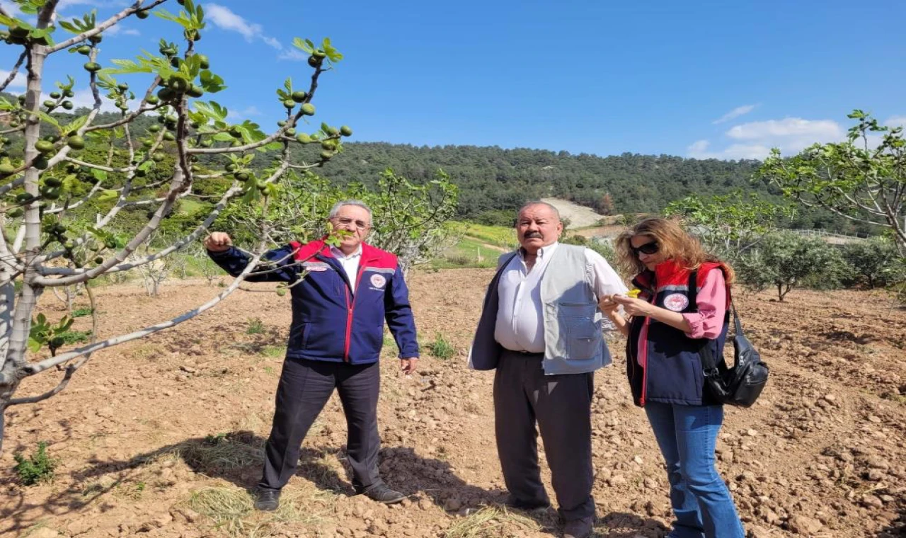 Buharkent’te İncir Mesaisi: Zararlılara Karşı Erken Müdahale