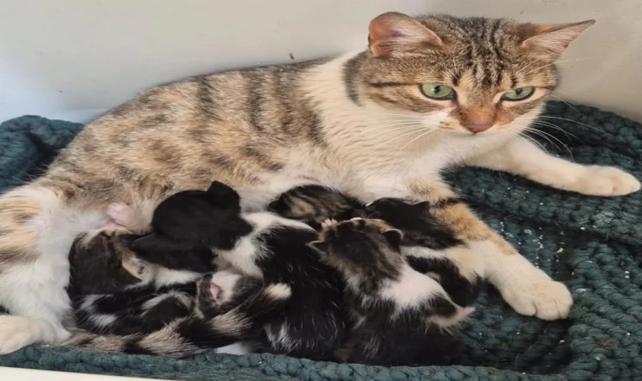 Germencik’te can dostlar yeni yuvalarını arıyor