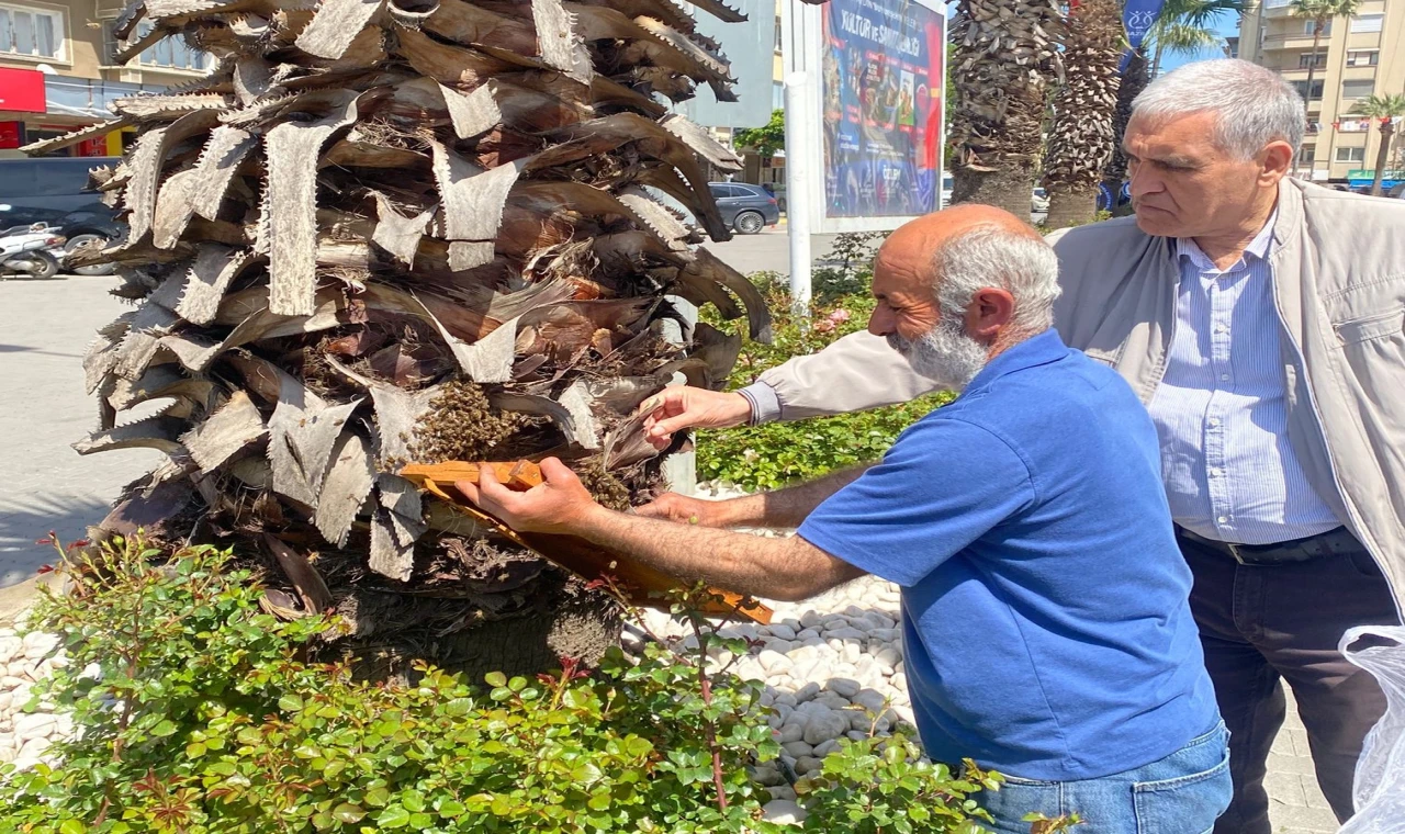 Nazilli’de arı alarmı: Meydandaki ağaçta yüzlercesi toplandı