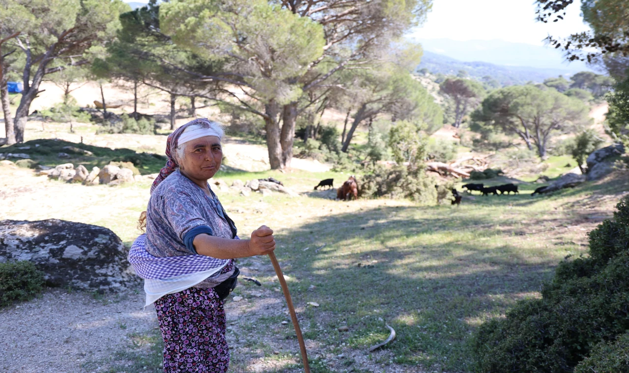 Beşparmak Dağları'nda çobanlığı terk etmeyen sadece Rukiye bacı kaldı