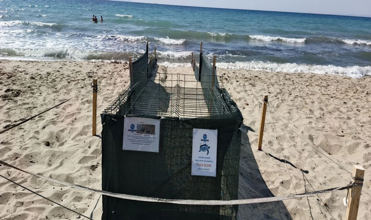 Kuşadası ve Didim’de Caretta caretta hareketliliği arttı