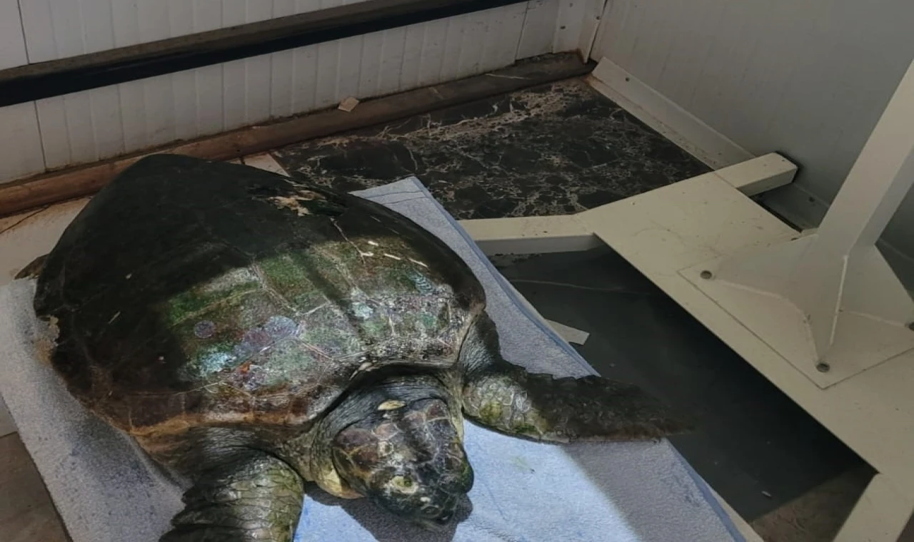 Yaralı caretta carettanın tedavisine başlandı