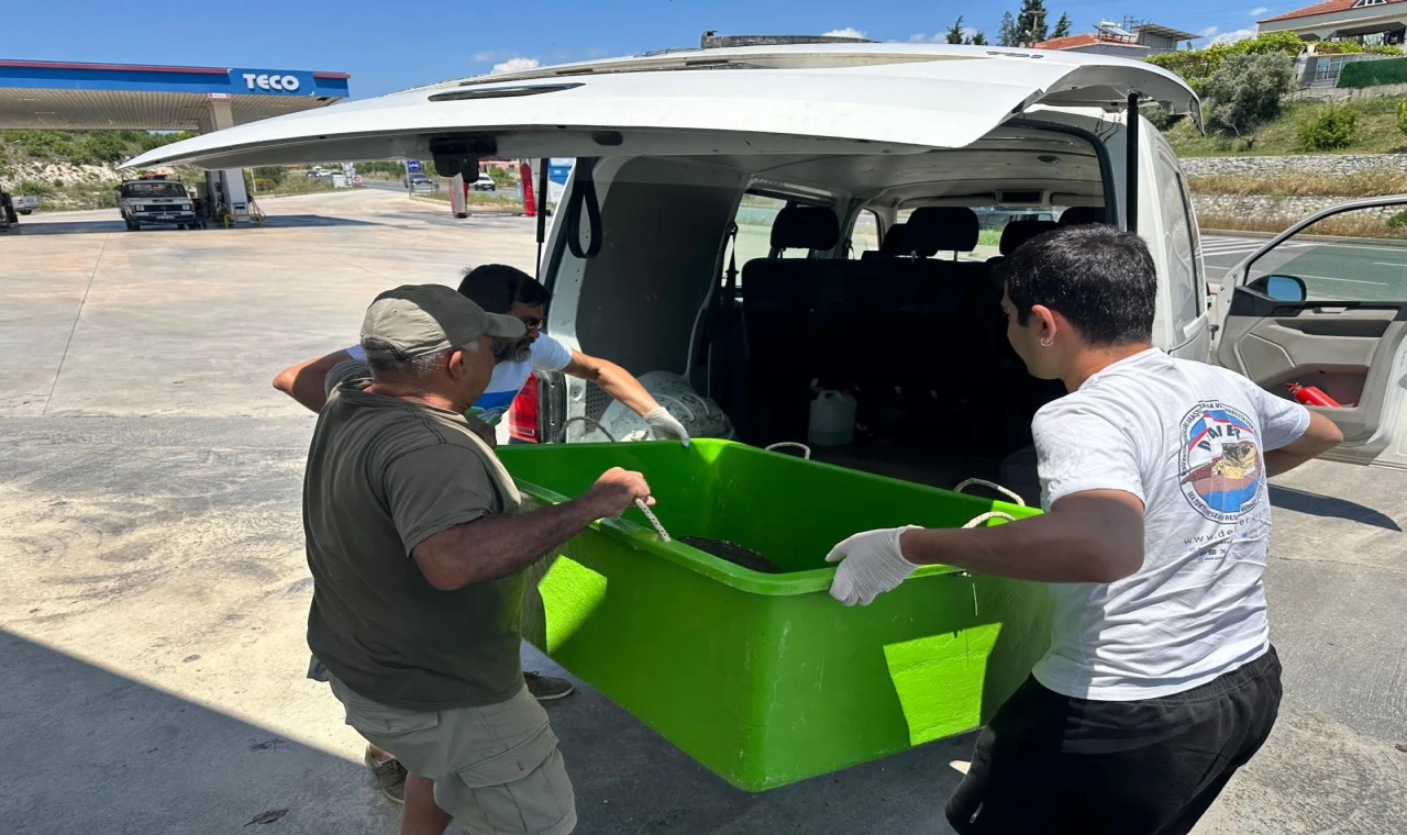 Yaralı Caretta caretta’ya yardım eli uzandı