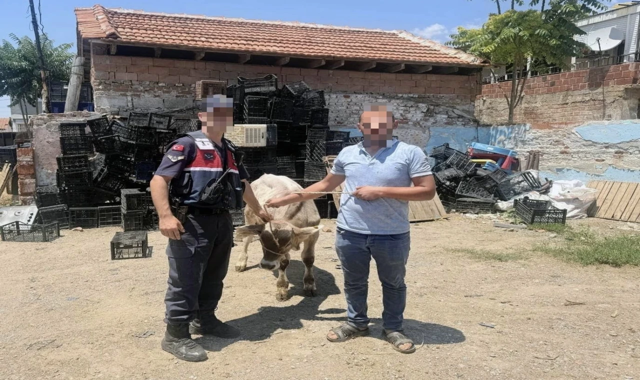 Ahırdan Çalınan Büyükbaş Sahibine Teslim Edildi