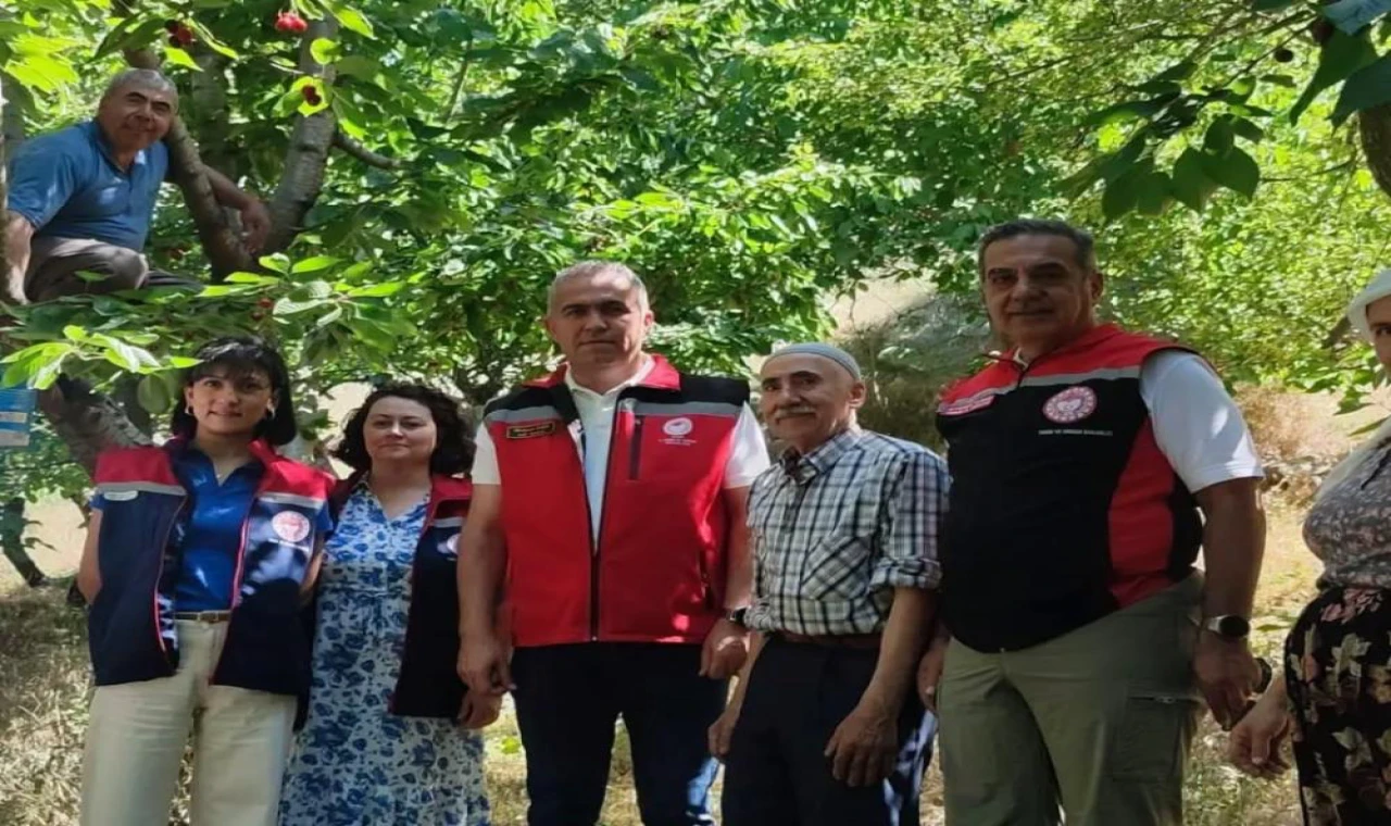 Aydın'da kiraz hasadı sürüyor