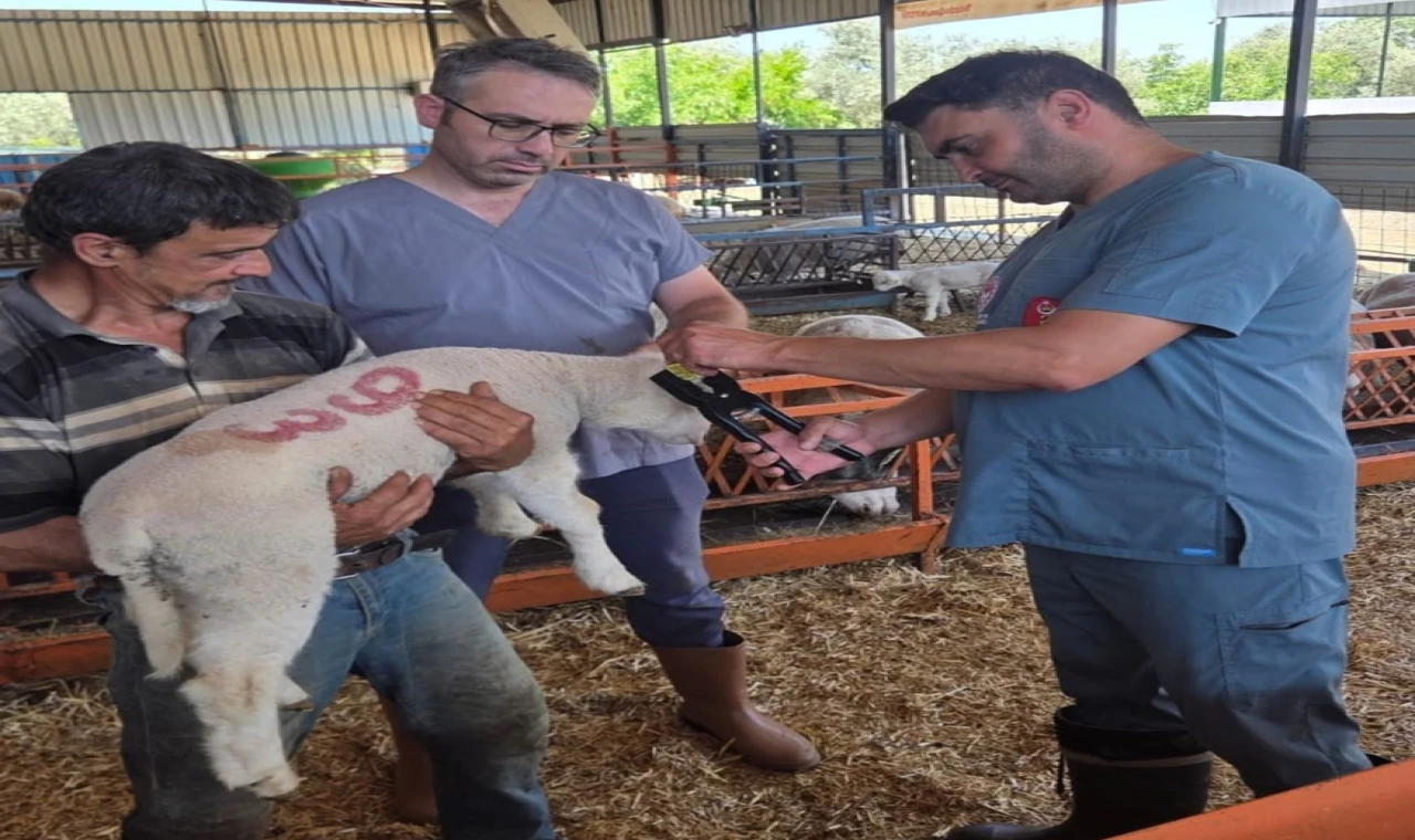 Bozdoğan’da hayvan sağlığı ekipleri sahada