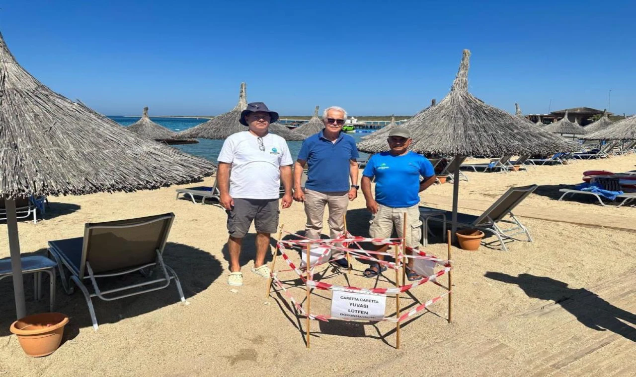 5 yıl sonra aynı plaja dönen caretta Didim'de yeniden yuva yaptı