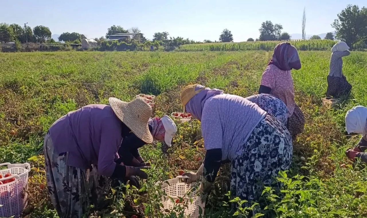 Aydın'da 12 bin 94 dekarda domates hasadı sürüyor