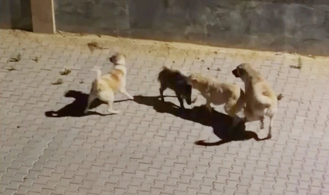 Kangalın saldırdığı yaban domuzunu sürüsü kurtardı