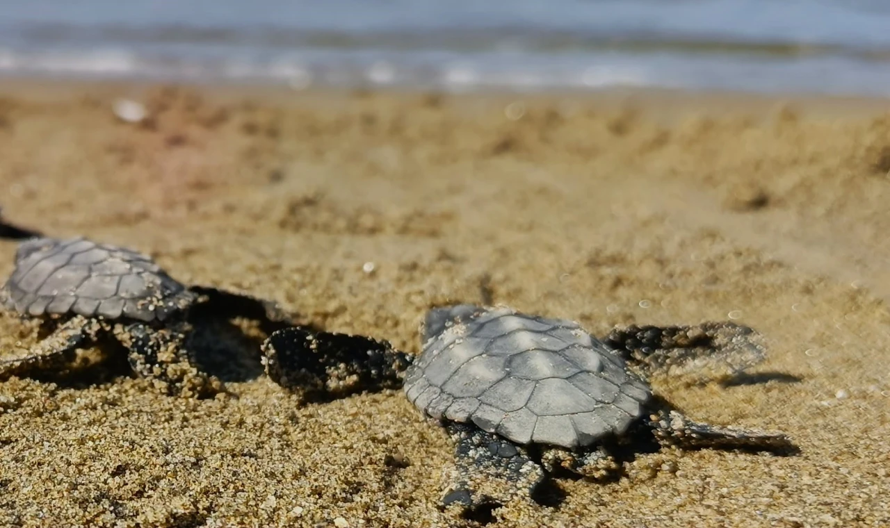 Kuşadası’nda sürpriz caretta caretta çıkışı