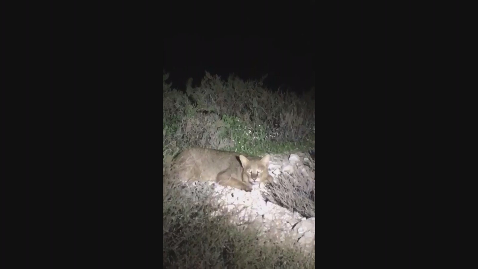 Nesli tükenmekte olan saz kedisi Milli Park’ta ilk kez görüntülendi