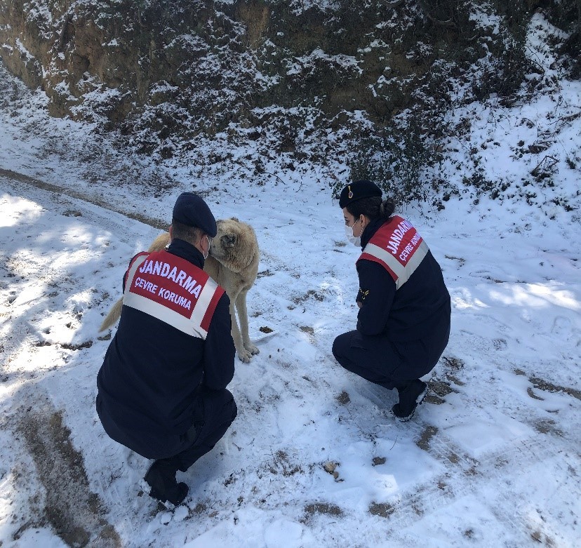 Jandarma sokak hayvanlarını zorlu iklim koşularında yalnız bırakmıyor