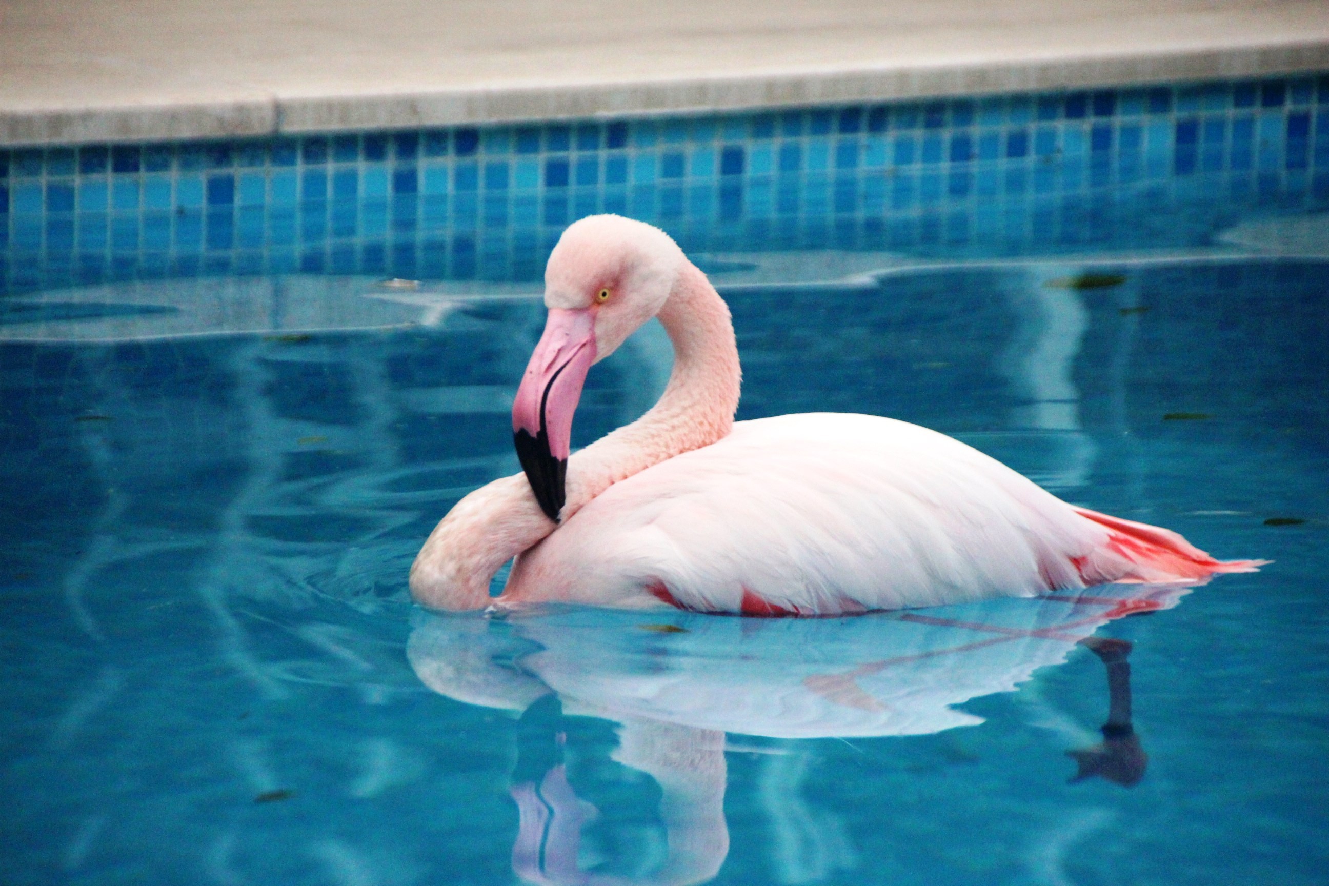 Otelin havuzuna düşen yaralı flamingoyu görenler şoke oldu