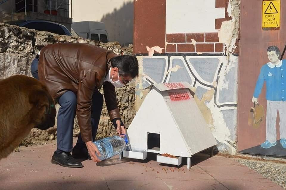 Başkan İnal, sokak hayvanlarını kendi elleri ile besledi