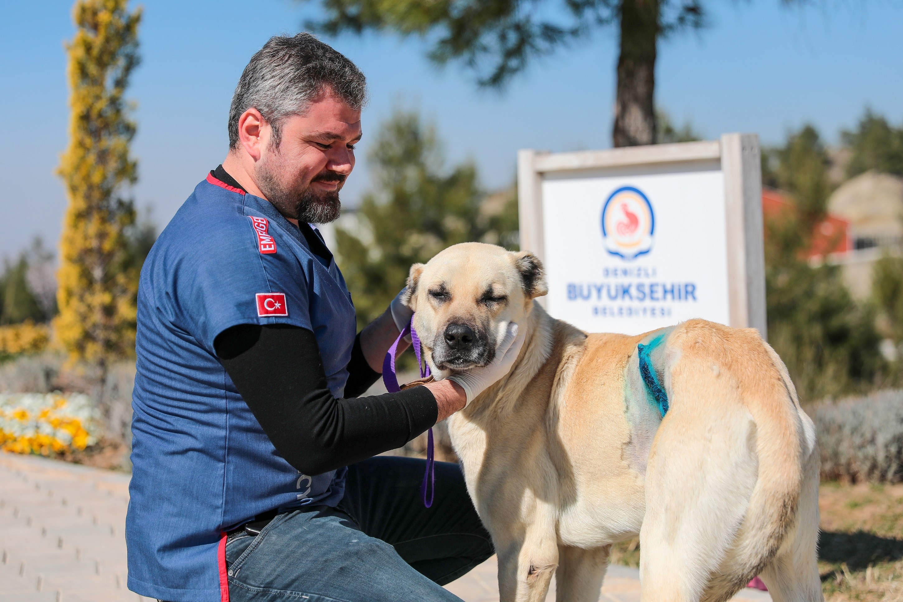 40 santimetrelik tümörden kurtulan sokak hayvanı sahiplenmeyi bekliyor