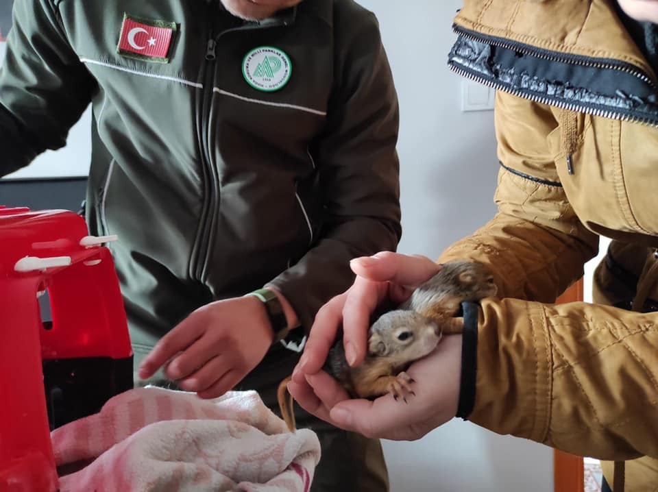 Yardıma muhtaç hayvanlara Doğa Koruma el uzattı