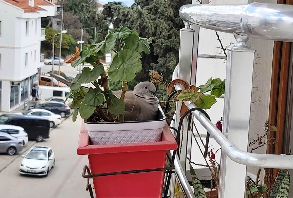 Saksıda çiçek değil kumru açtı