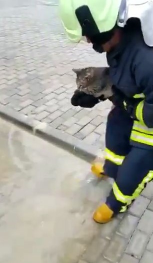 Yaramaz kedi kafasını konserve kutusuna sıkıştırdı