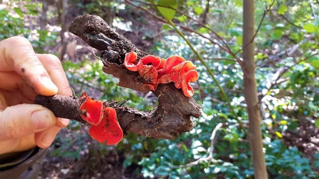 Kuşadası’nı yeni bir mantar türü daha bulundu