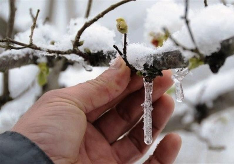 Meteoroloji’den Aydın’a 'zirai don' uyarısı