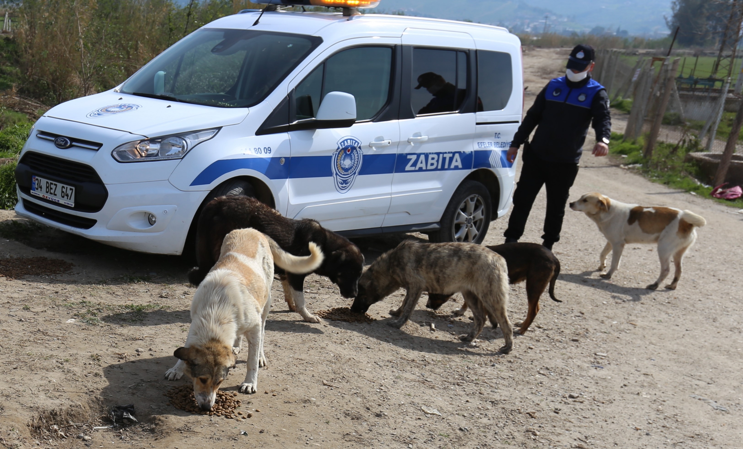 Efeler Belediyesi’nin zabıtalar sokağa çıkma kısıtlamasına can dostlar için mesai yaptı