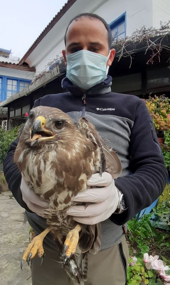 Kanadı kırılan şahin için seferberlik