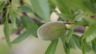   Çağla badem Buldan için alternatif ürün oldu  