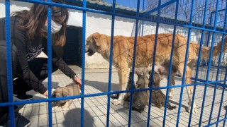 Can Dostlar Kuşadası Rehabilitasyon Merkezi’nde Sahiplenilmeyi Bekliyor