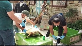 İzmir'de Silahla Vurulan Caretta Caretta'nın İlk Tedavisi Kuşadası'nda Yapıldı