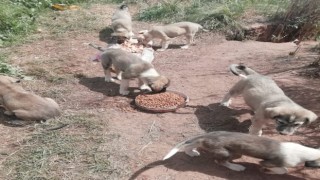 Kısıtlamada Sokak Canları Unutulmadı