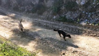 17 Köpeği Ölüme Terk Eden Belediyeye Ceza